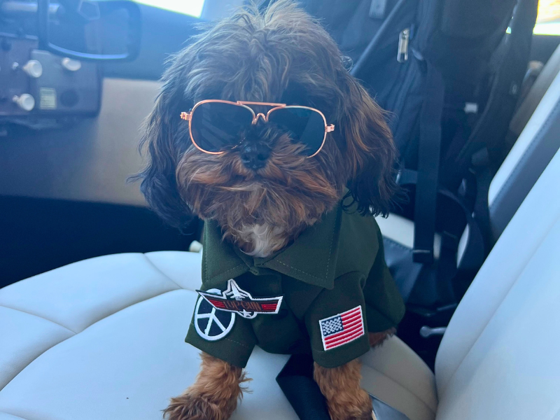 Shih Poo Puppy Top Gun Co-Pilot